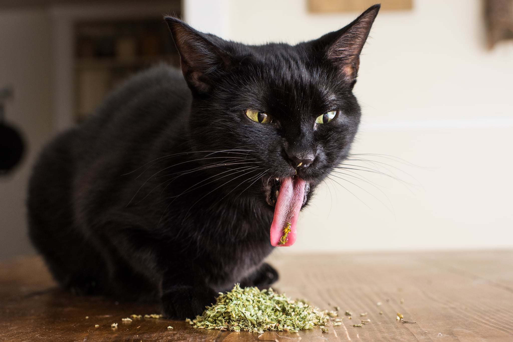 Cats On Catnip Photo Series Popsugar Family