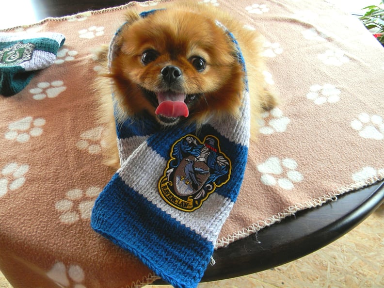 Harry potter dog clothes clearance