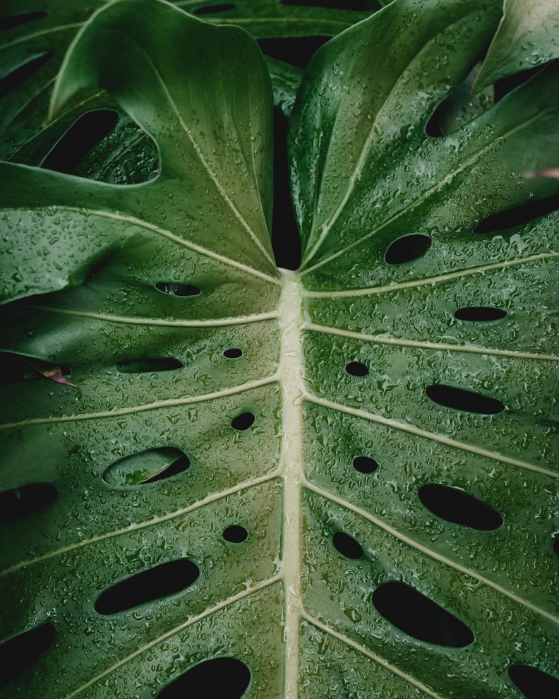 POPSUGAR: Do monstera plants enjoy light?