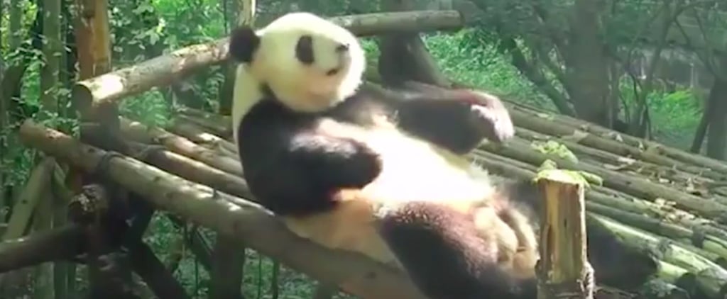 Panda Doing Sit-Ups at the Zoo | Video
