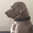 This Pit Bull Is 100 Percent Done With Her Owner's Movie-Interrupting Nonsense