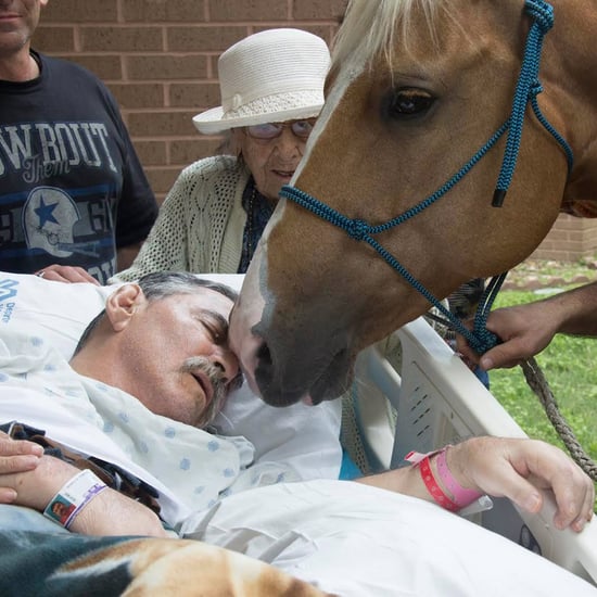Dying Veteran Reunites With Horses