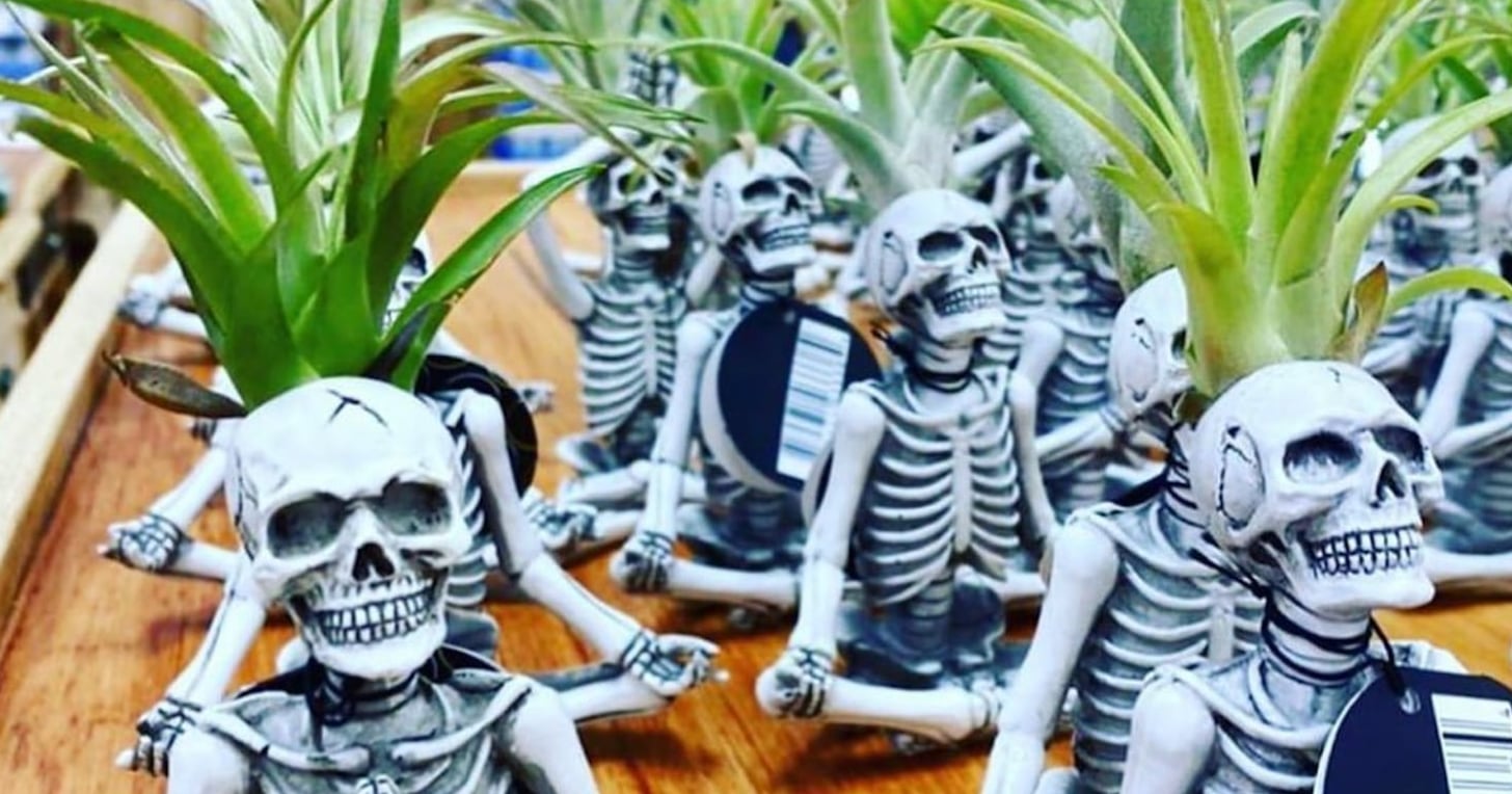 Suggestions for replacing dying plant in yogi skeleton? : r/traderjoes
