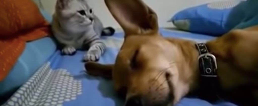 Video of Cat Reacting to a Dog Who Farted in His Sleep