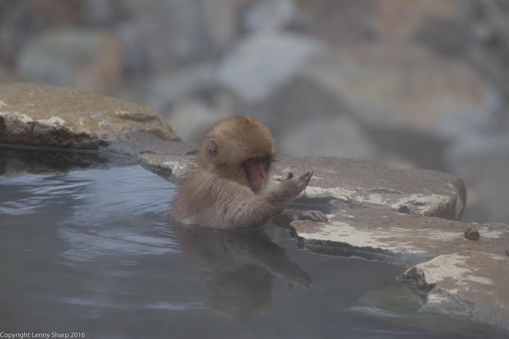 Snow Monkey Hot Springs in Yamanouchi, Japan