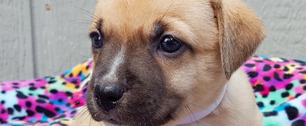 What to Expect When You Foster an Animal