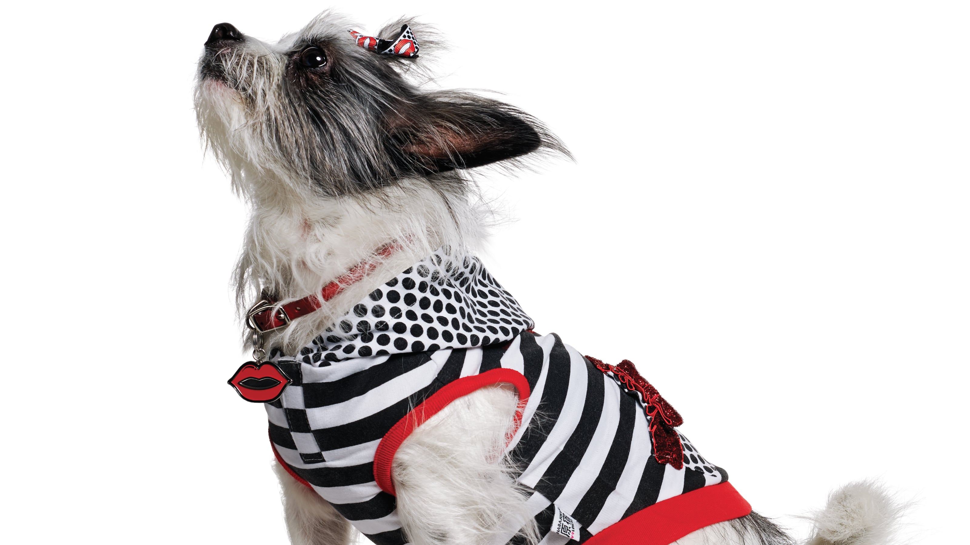 Dog lovers clothes sales