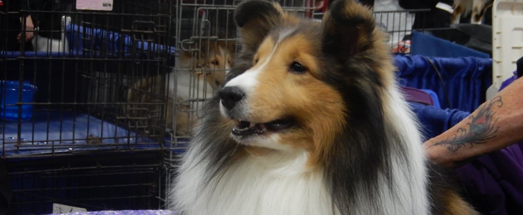 Backstage at the 2015 National Dog Show