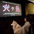 Dog-Friendly Screenings Were Held For Wes Anderson's Isle of Dogs, and Oh My Dog