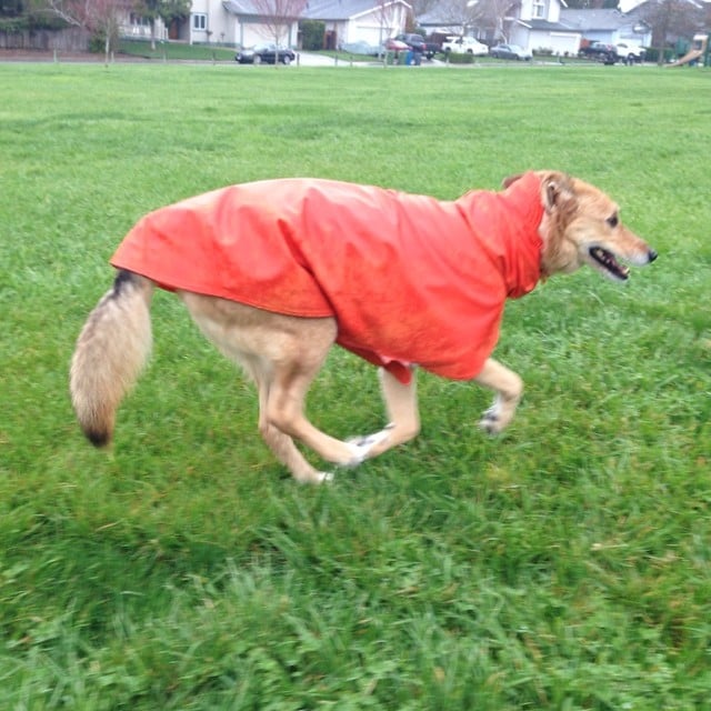 Run Like the Wind Cute Dogs in Raincoats POPSUGAR Pets Photo 16