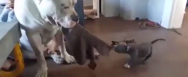 Dogs Play Tug of War