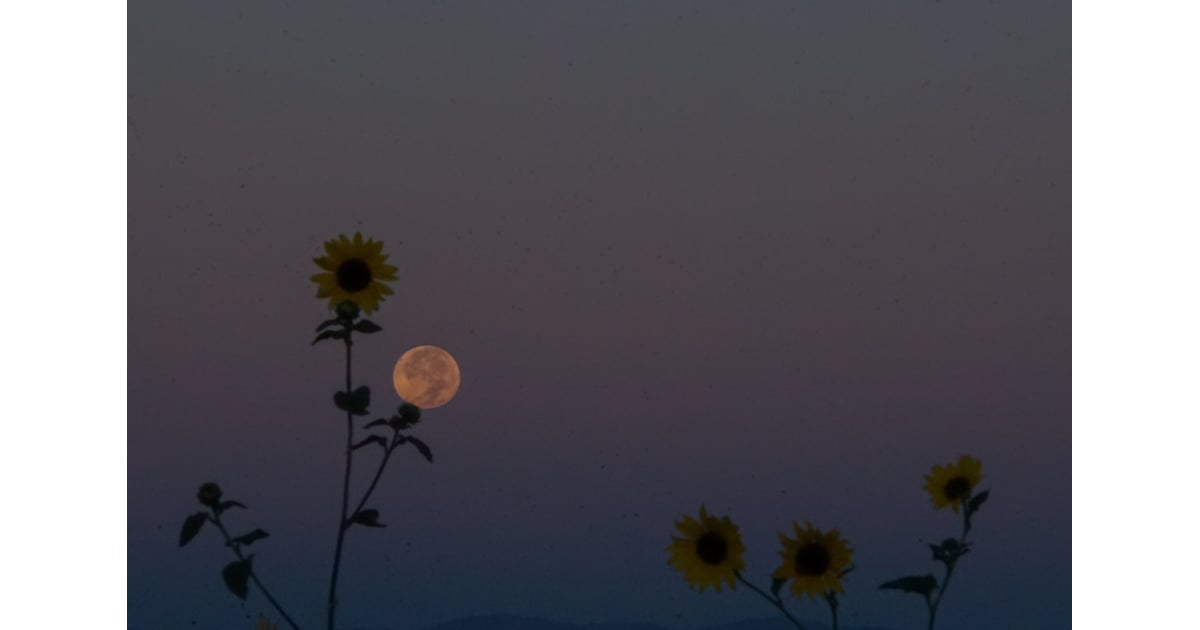 Pink Moon | A Breakdown of Every Full Moon and What It ...