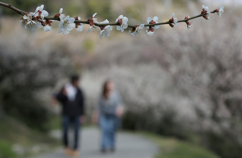 Bunch of Blossoms