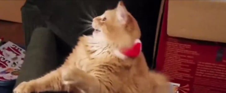 Cat in Santa Hat GIF