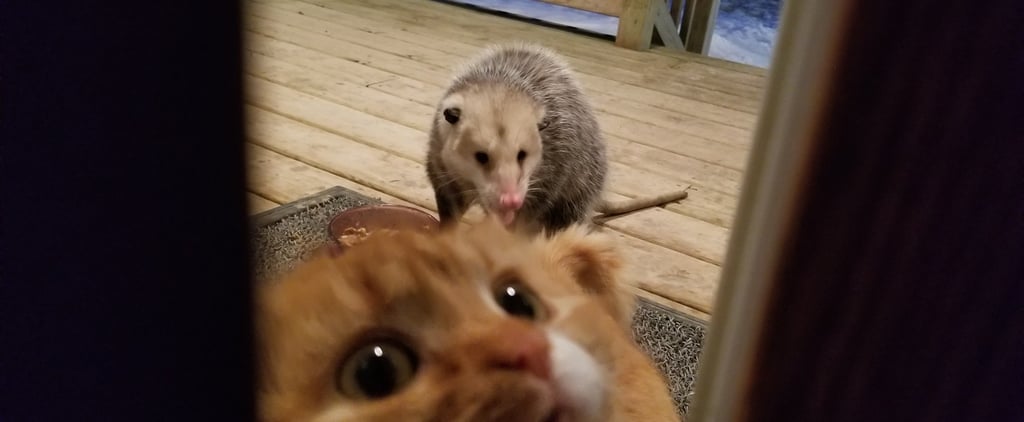 Possum Steals Cat's Dinner