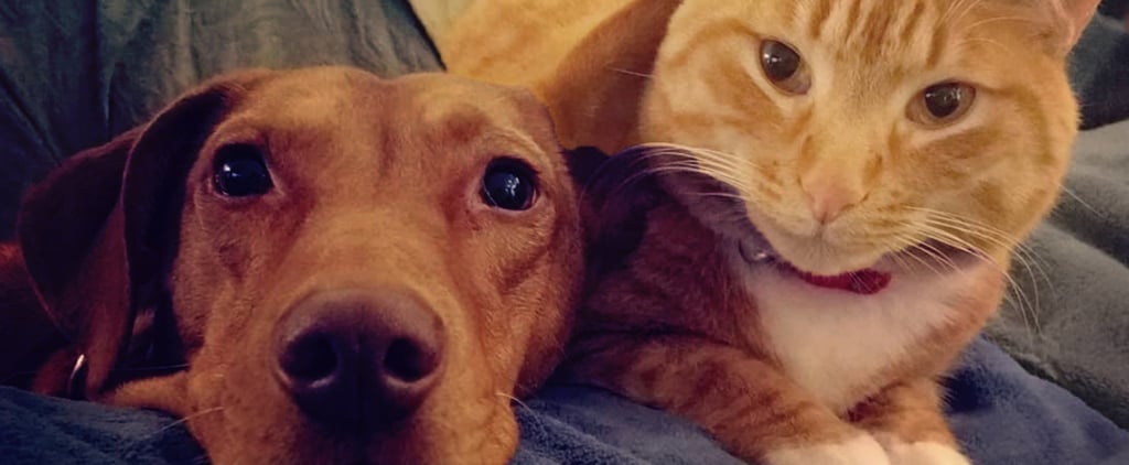 Videos of Cat and Dog Who Snuggle Together Every Day
