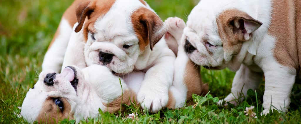 Most Popular Dog Names of 2014