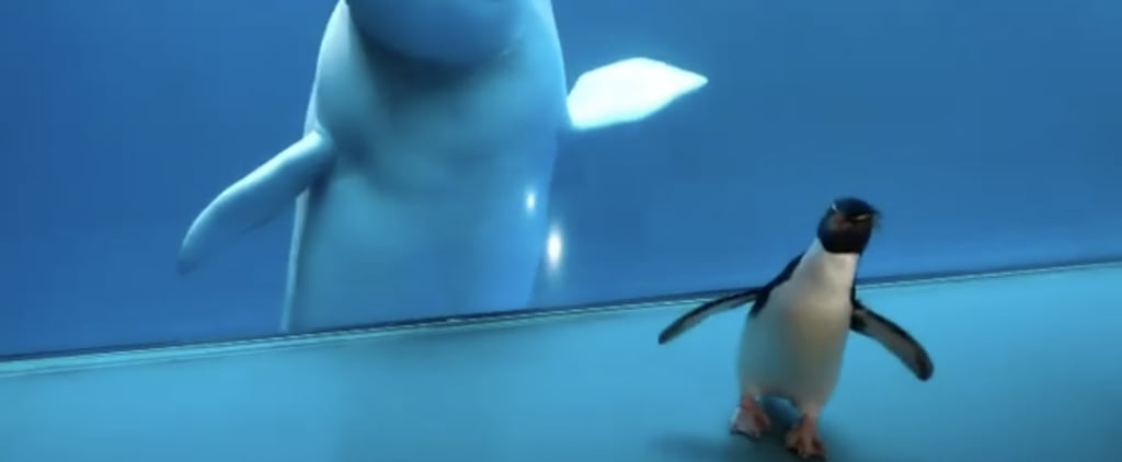Wellington the Penguin's Instagram Videos