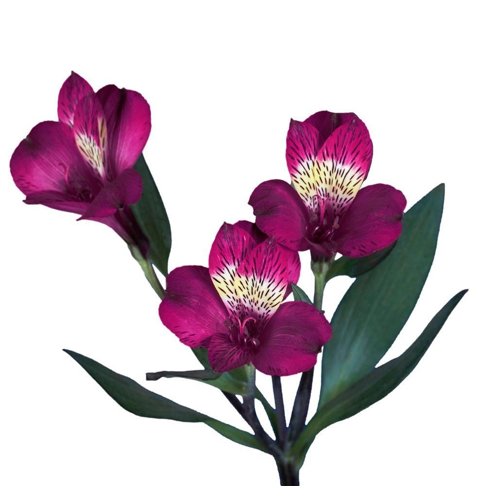 Fresh Purple Alstroemeria Flowers