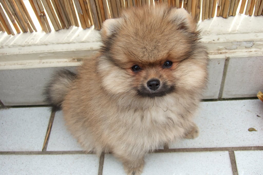 Cute Pomeranian Pictures