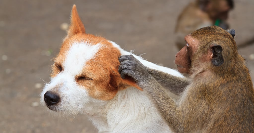 Monkey With Litter of Puppies | Video