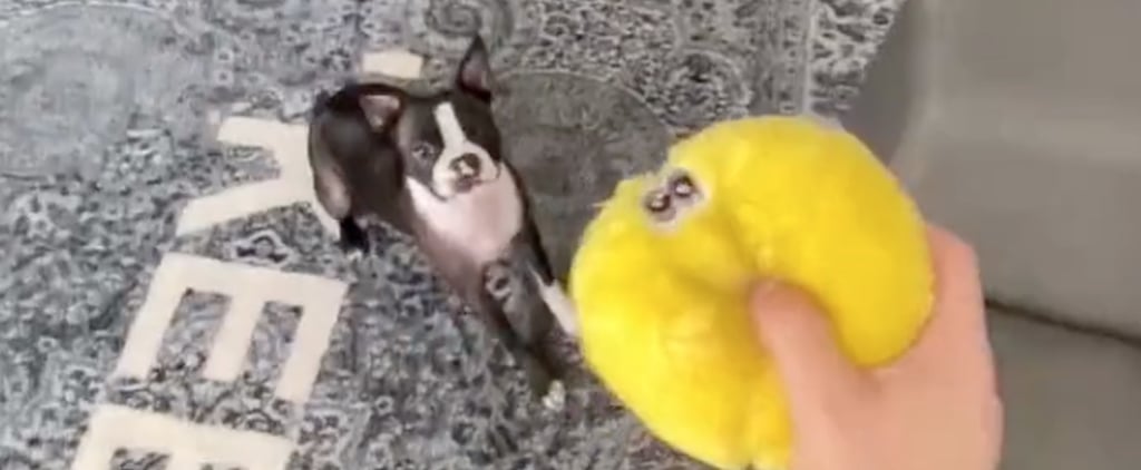 Guy Throws His Dog's Toy Onto the Second Floor Thinking He'd Test Him, and It Completely Backfired
