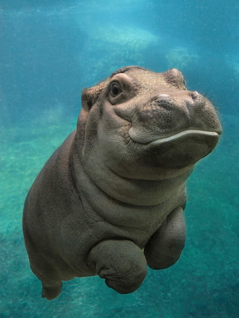 This happy baby hippo