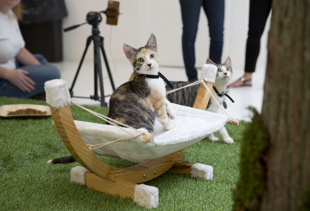 Purina ONE Cat Camp
