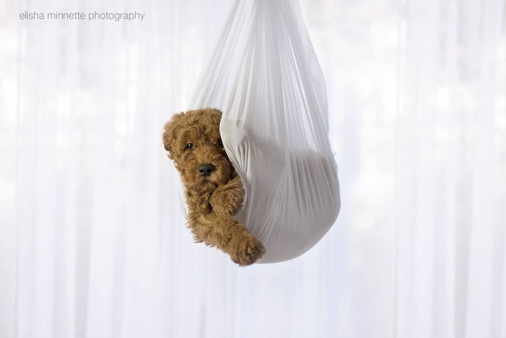 Newborn Photo Shoot Spoof With Puppy