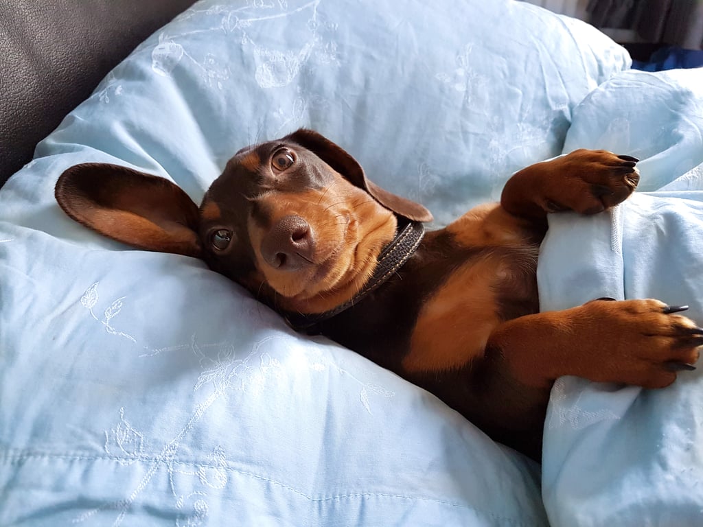 Cutest Dachshund Photos