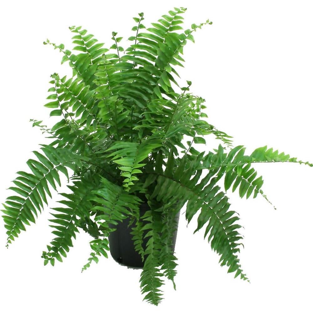 Macho Fern