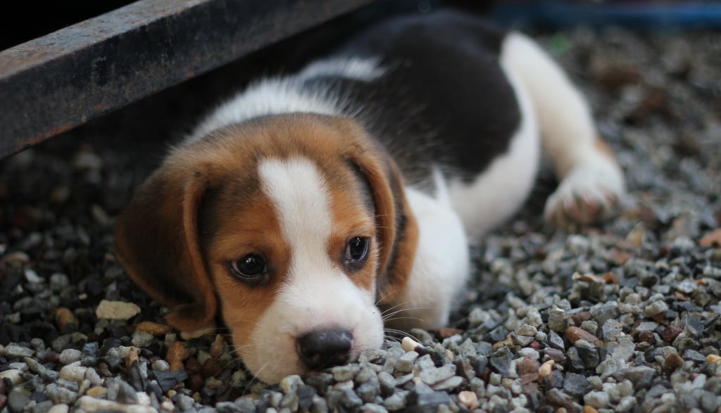 Cutest Pictures of Beagles