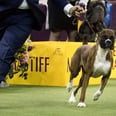Here Are the 2017 Westminster Dog Show Winners