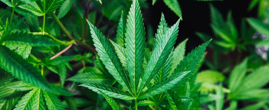 What Is THC-A?