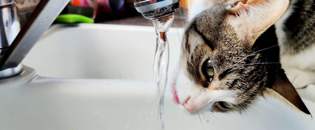 Why Is My Cat So Picky About Water?