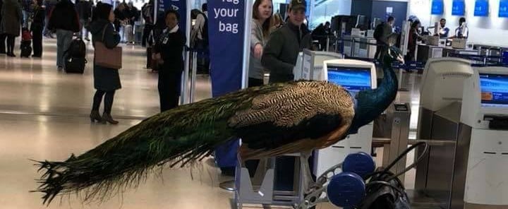 United Denies Boarding to Newark Emotional Support Peacock