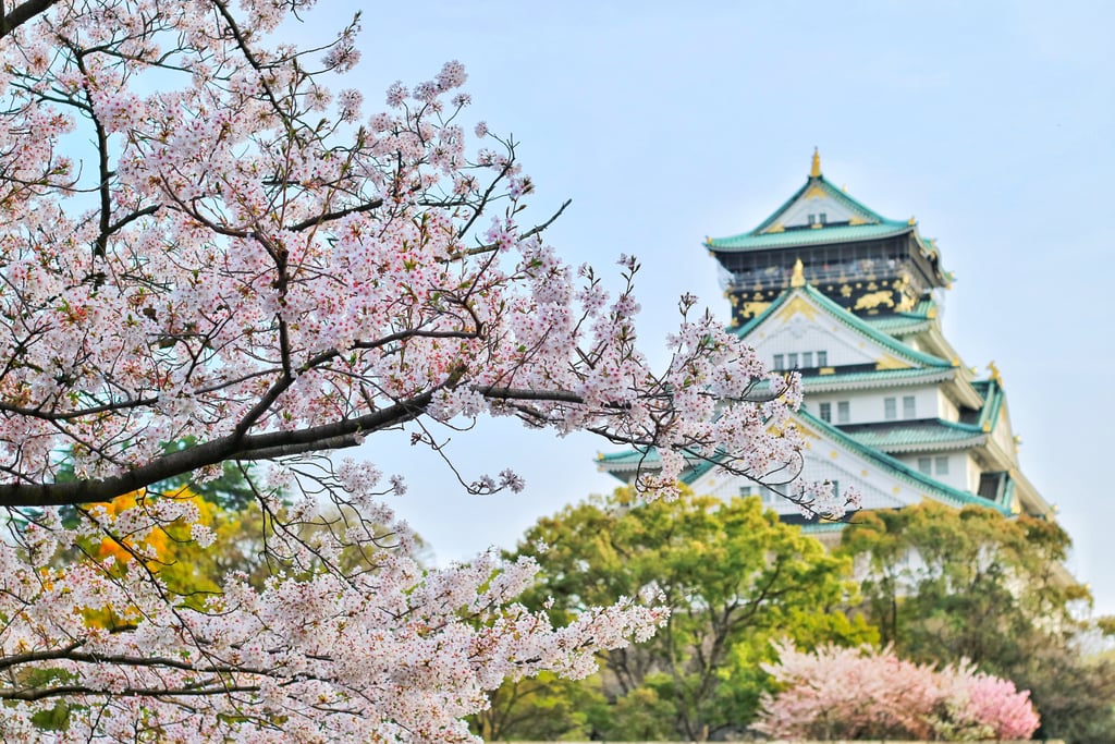 Pretty Photos of Cherry Blossoms