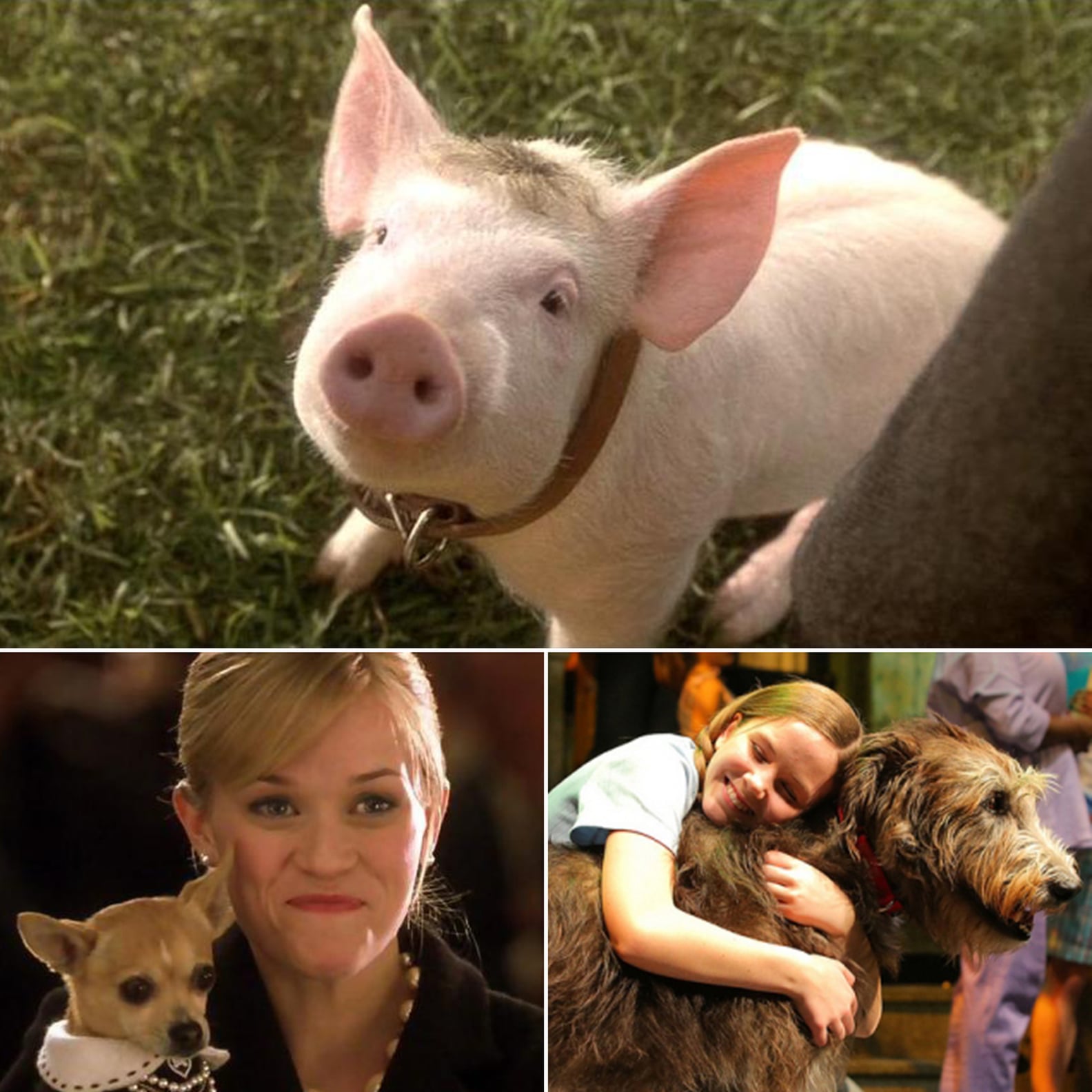 Animals in Movies | PS Pets