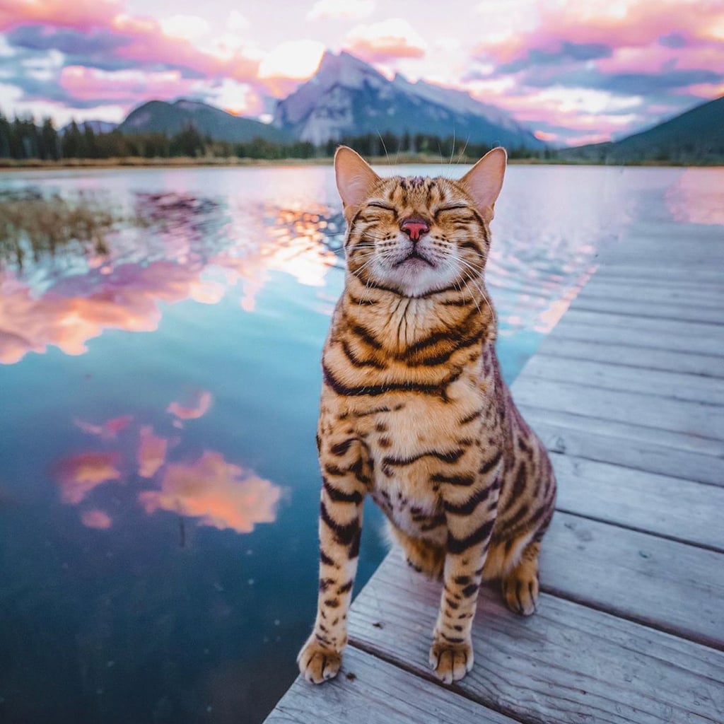 Cute Animals To Follow On Instagram Popsugar Pets