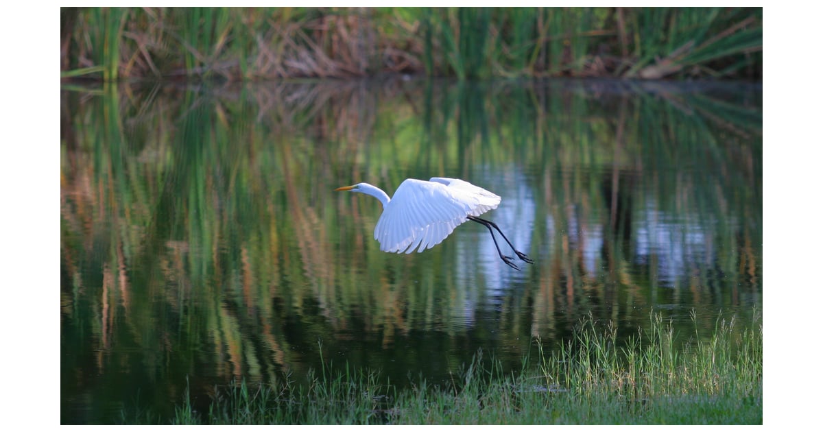 Birds have hollow bones, which help them fly. | Beautiful Bird Pictures