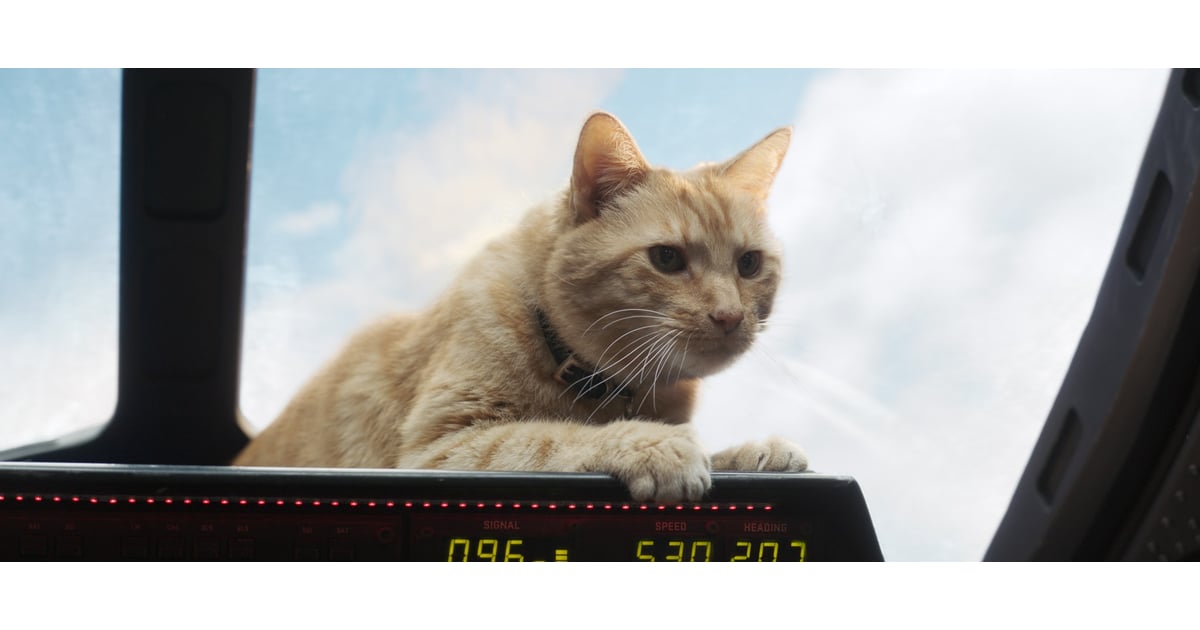 Memes And Reactions About Goose The Cat In Captain Marvel Popsugar Entertainment