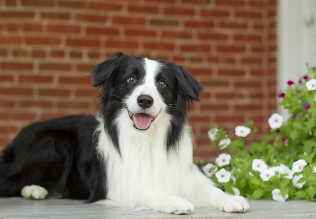 most beautiful border collie