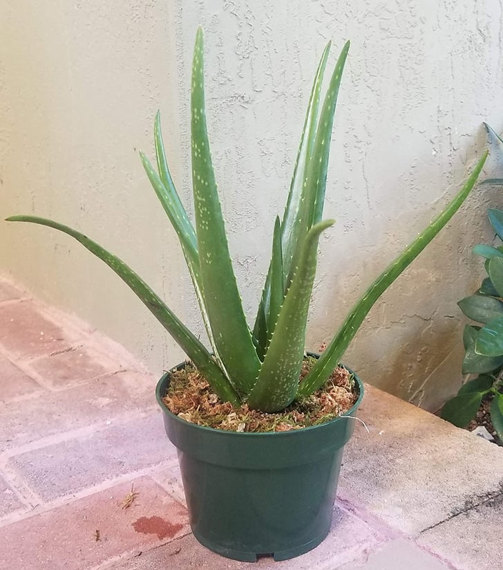 Aloe Vera Plant Best Indoor Plants That Help You Sleep POPSUGAR