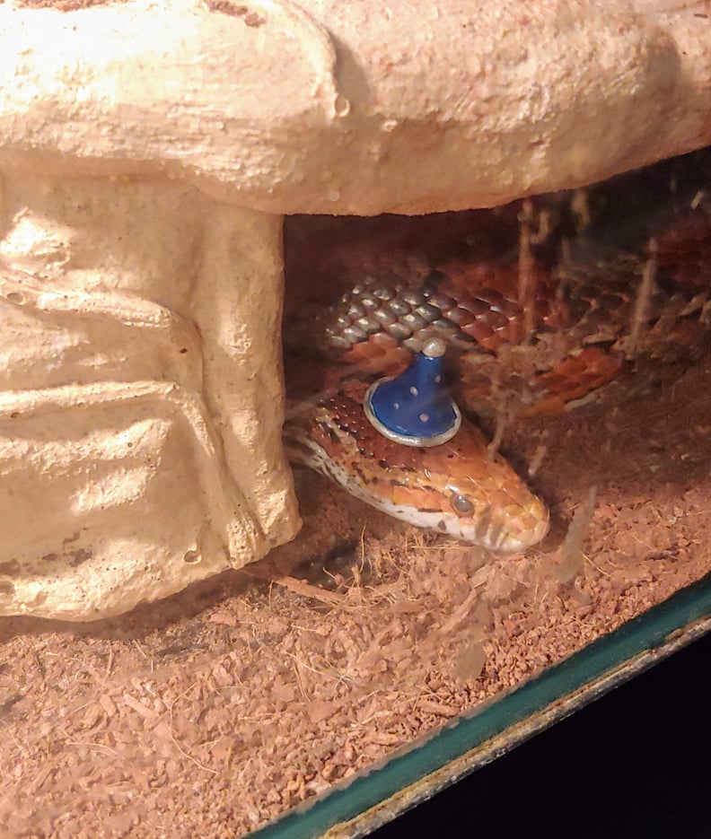 Snake in a Wizard Hat