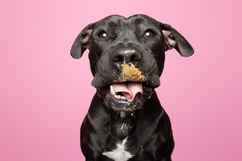 Photos of Rescue Puppies Eating Peanut Putter | Greg Murray