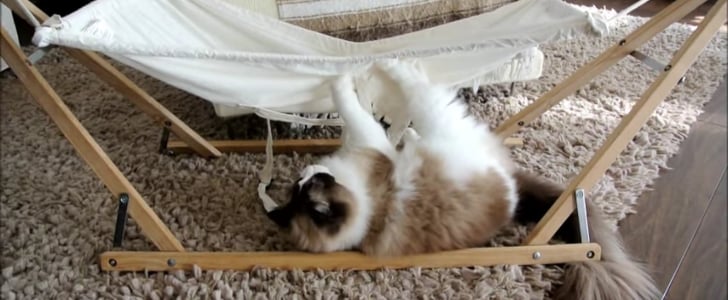 Cat Falling Out of Hammock | Video