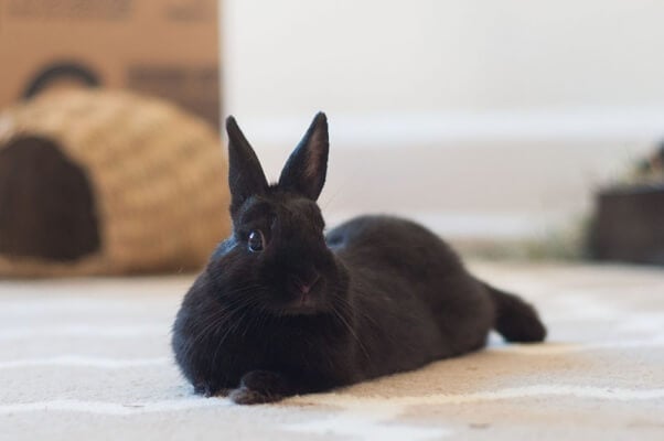 Rescued Bunny up For Adoption