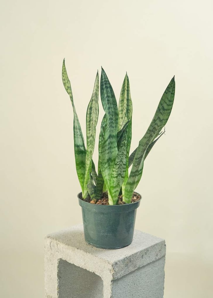 Tim Best Indoor Plants For Dorms POPSUGAR Home UK Photo 28