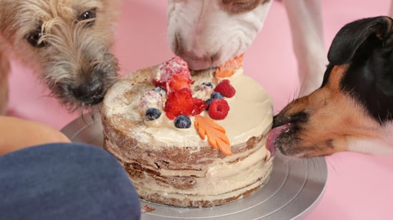 Cake of on sale dog eating cake