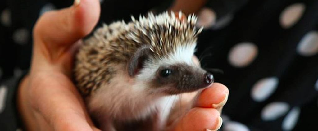 Hedgehog Cafe in Japan